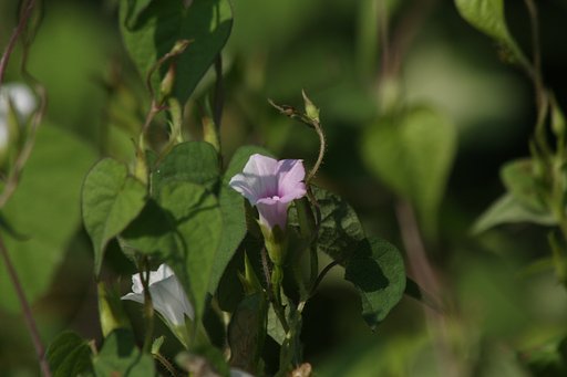 中途半端な花