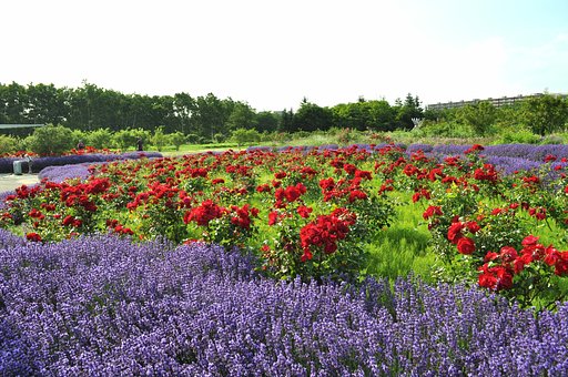 【花のある情景】薔薇＆ラベンダー