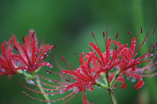 彼岸花　もう一息