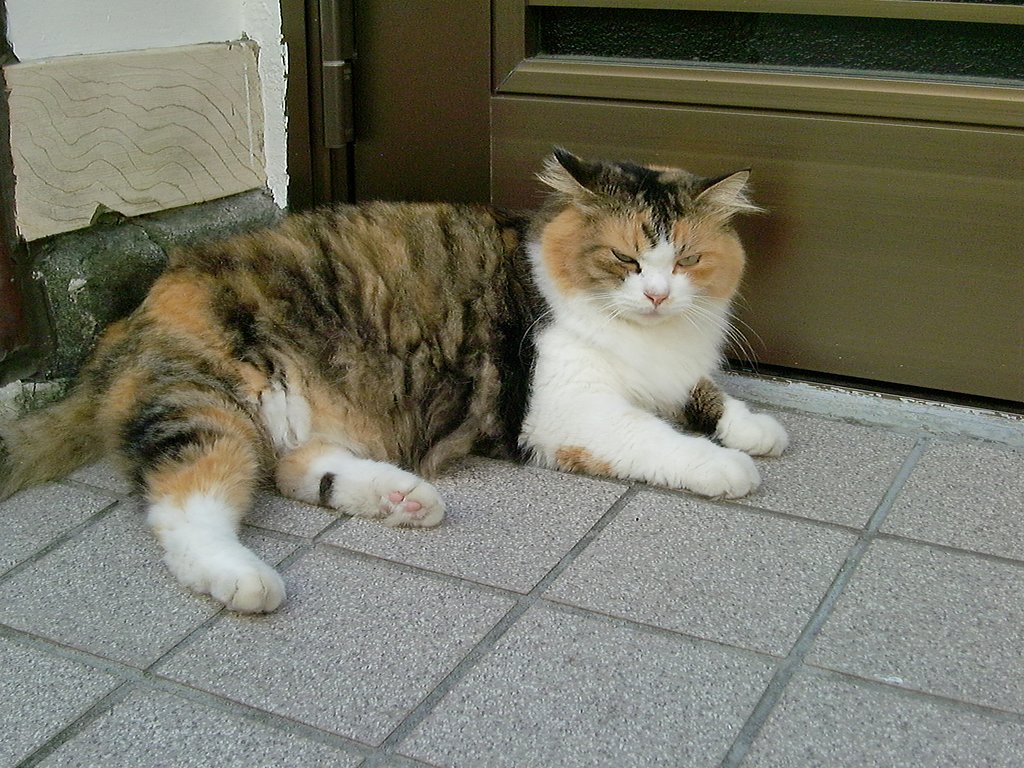 どっこいしょ！！