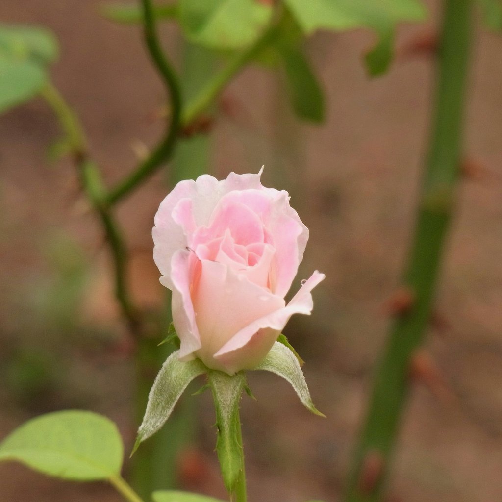 蕾