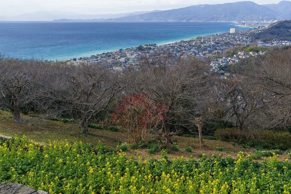 吾妻山から相模湾を望む