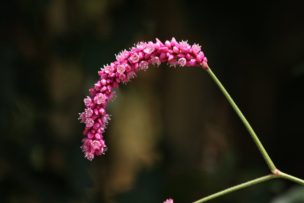 オオケダテの花穂