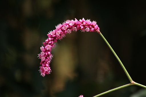 オオケダテの花穂