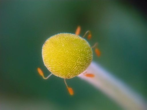 シュウメイ菊