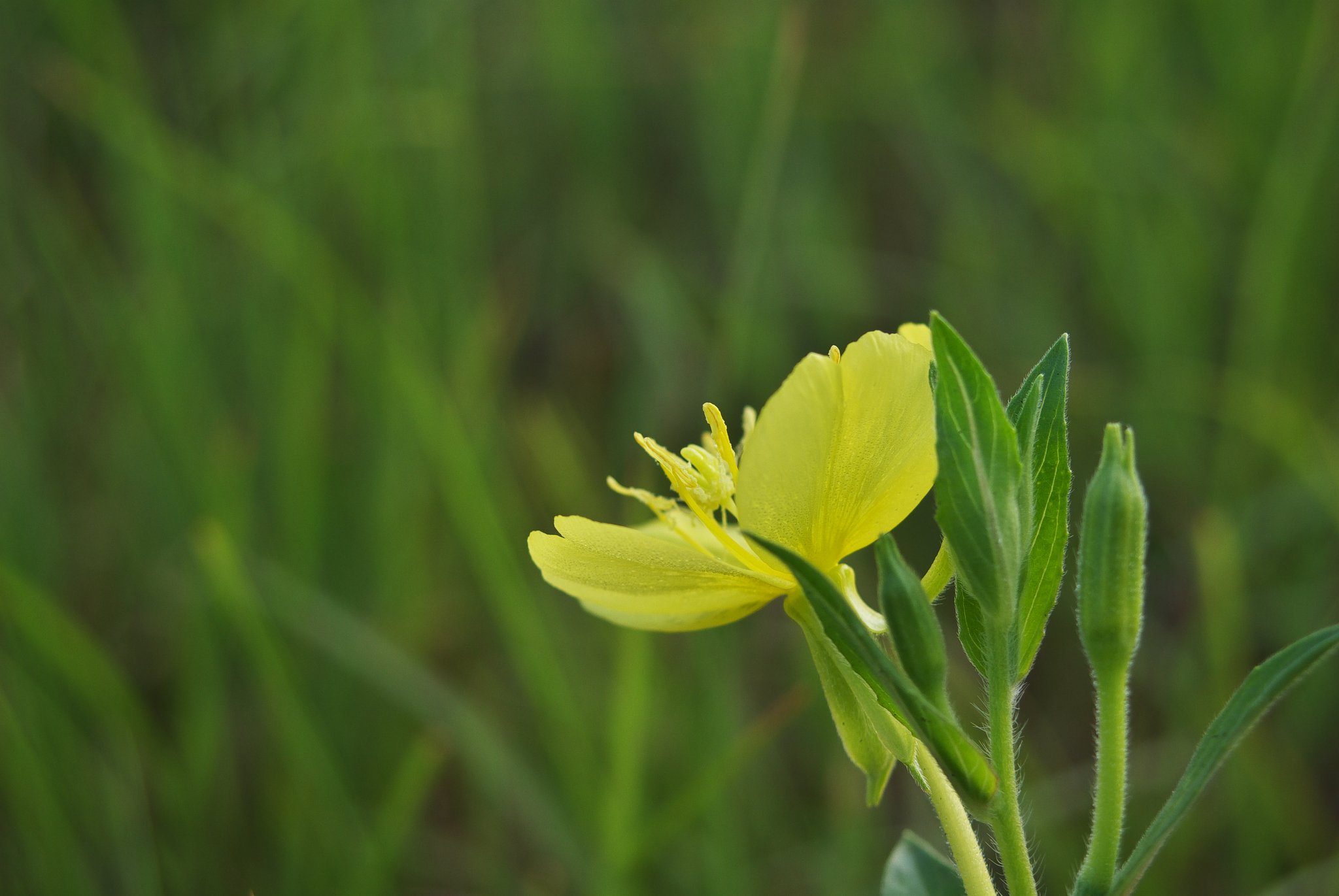 紫陽花の隣にマツヨイグサが