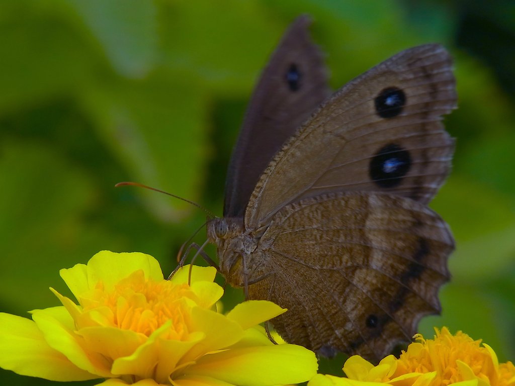 地味なチョウ