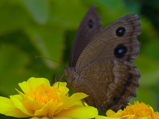 地味なチョウ