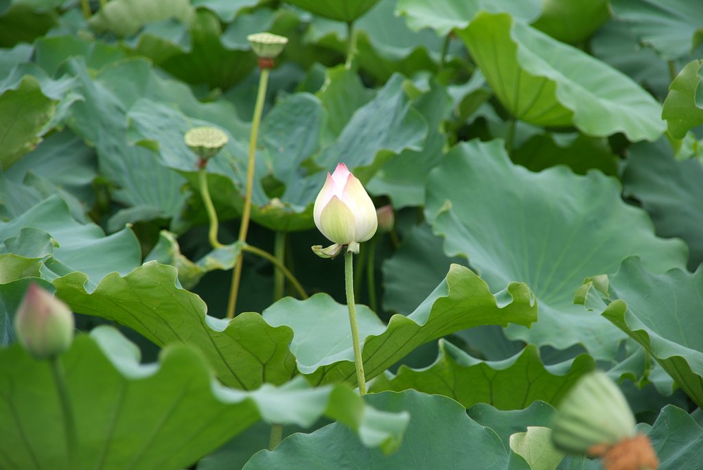 蓮の花も散りました