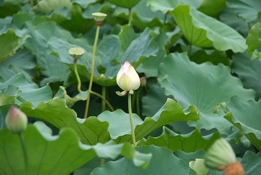 蓮の花も散りました