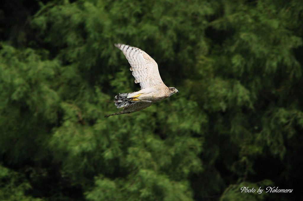 大鷹・・半成鳥