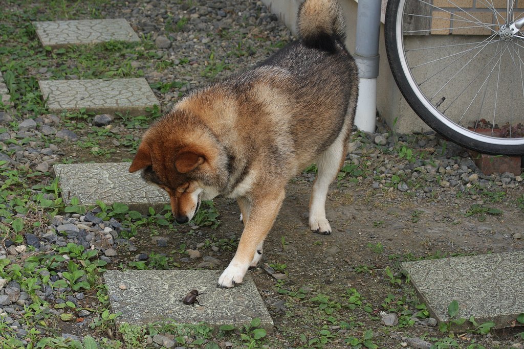 カブトムシは苦手