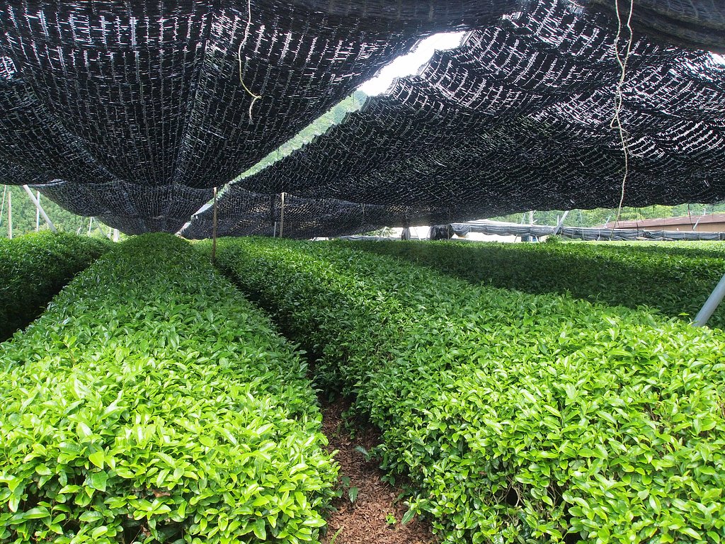 【燃】日陰はお茶の栽培