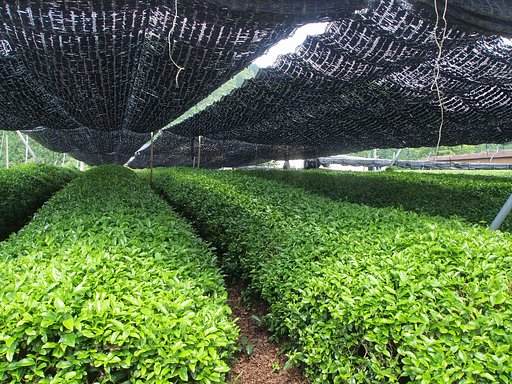 【燃】日陰はお茶の栽培