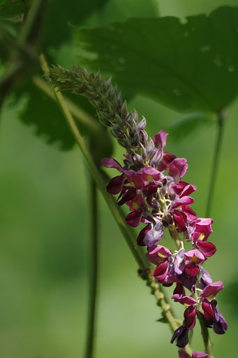 葛の花