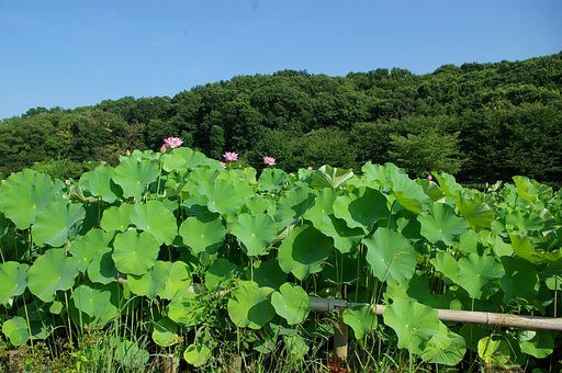 ハス池の朝