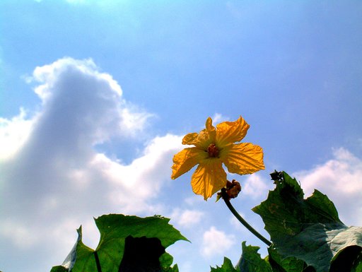 野菜の花