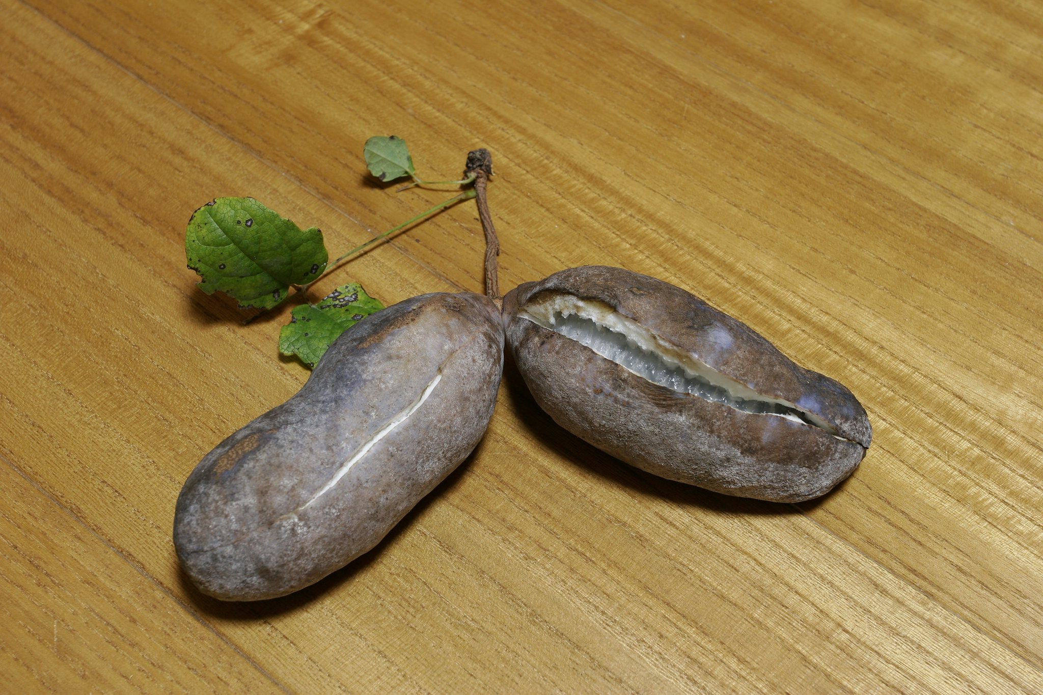 アケビ