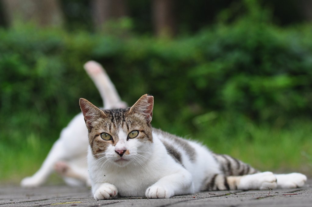 早朝の黄昏猫