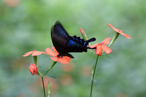 ミヤマカラスアゲハ？でしょうか
