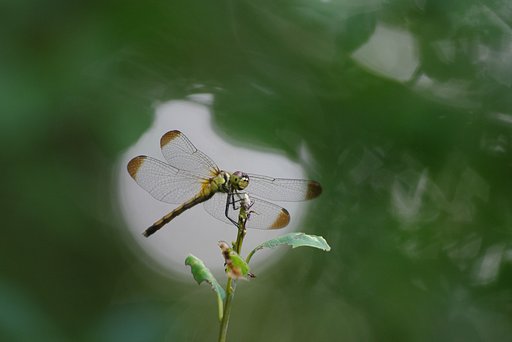 満月蜻蛉