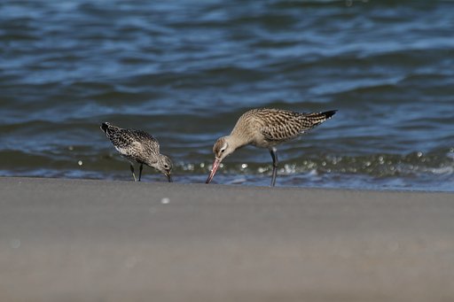 オオソリハシシギとキアシシギかな？