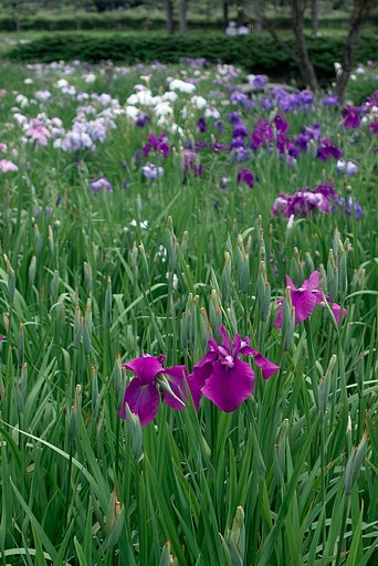 【花のある情景】人も花も寄り添うように