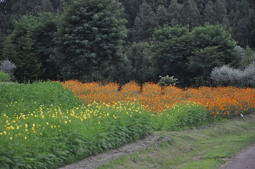 【花のある情景】花のある公園
