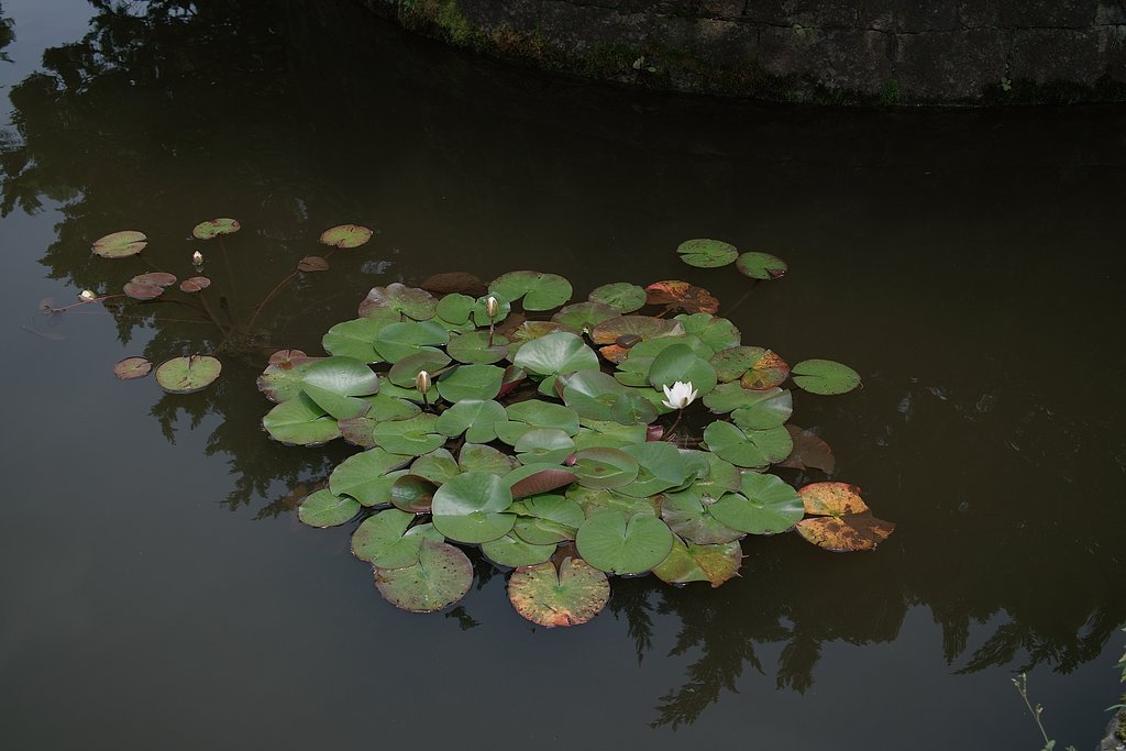 【花のある情景】行け！いけ〜池へ