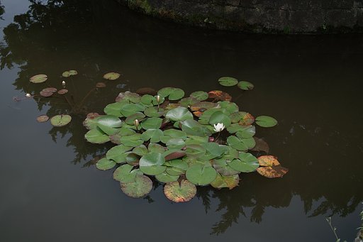 【花のある情景】行け！いけ〜池へ