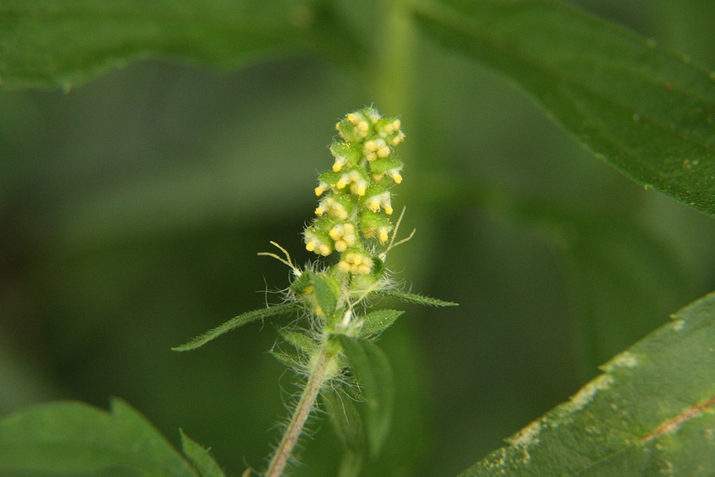 これ何の花？