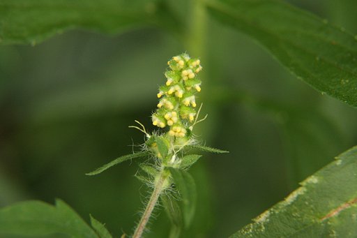 これ何の花？