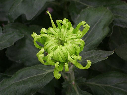 菊