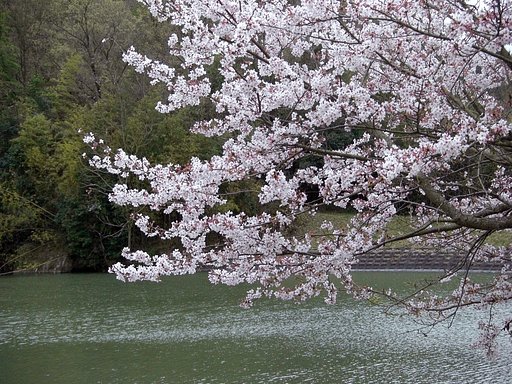 【花のある情景】水辺