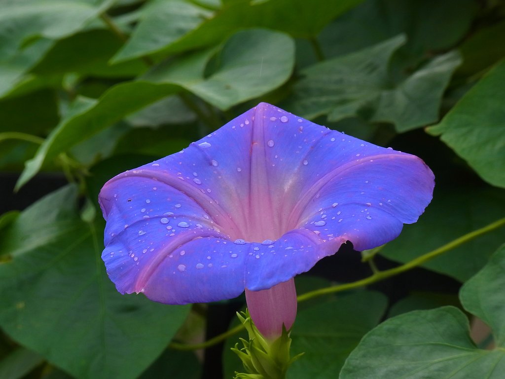 久々の花撮影
