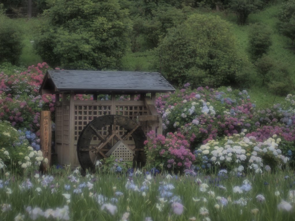 【花のある情景】 雨に煙る