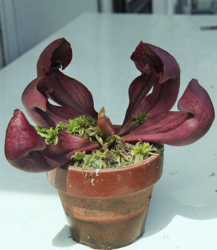 食虫植物、サラセニア