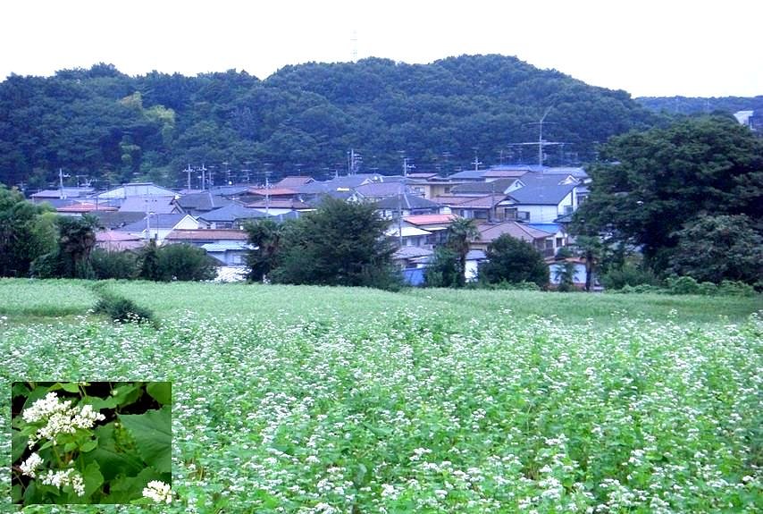 蕎麦の花