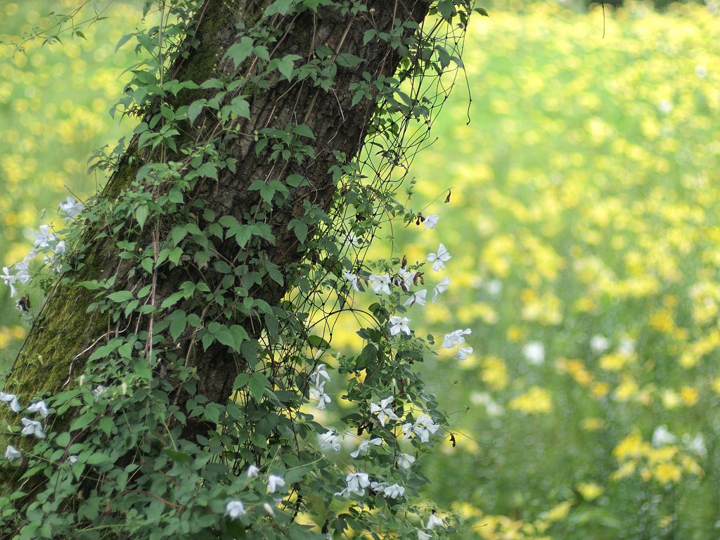 【花のある情景】 オフィシャルより