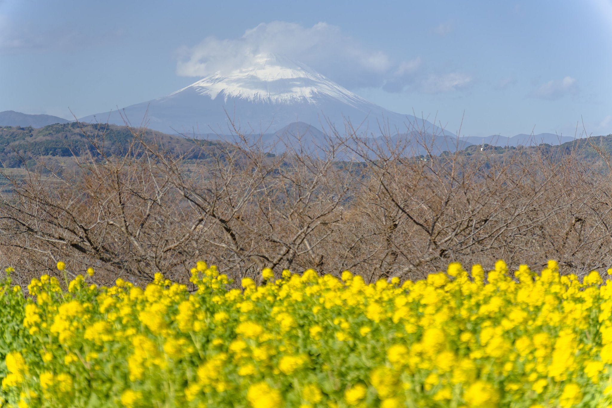 10年振りの富士山と菜の花