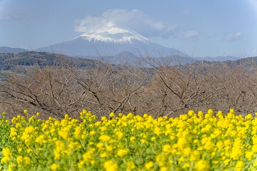 10年振りの富士山と菜の花