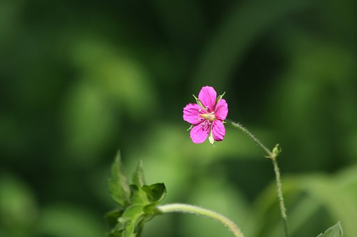 ゲンノショウコ赤花