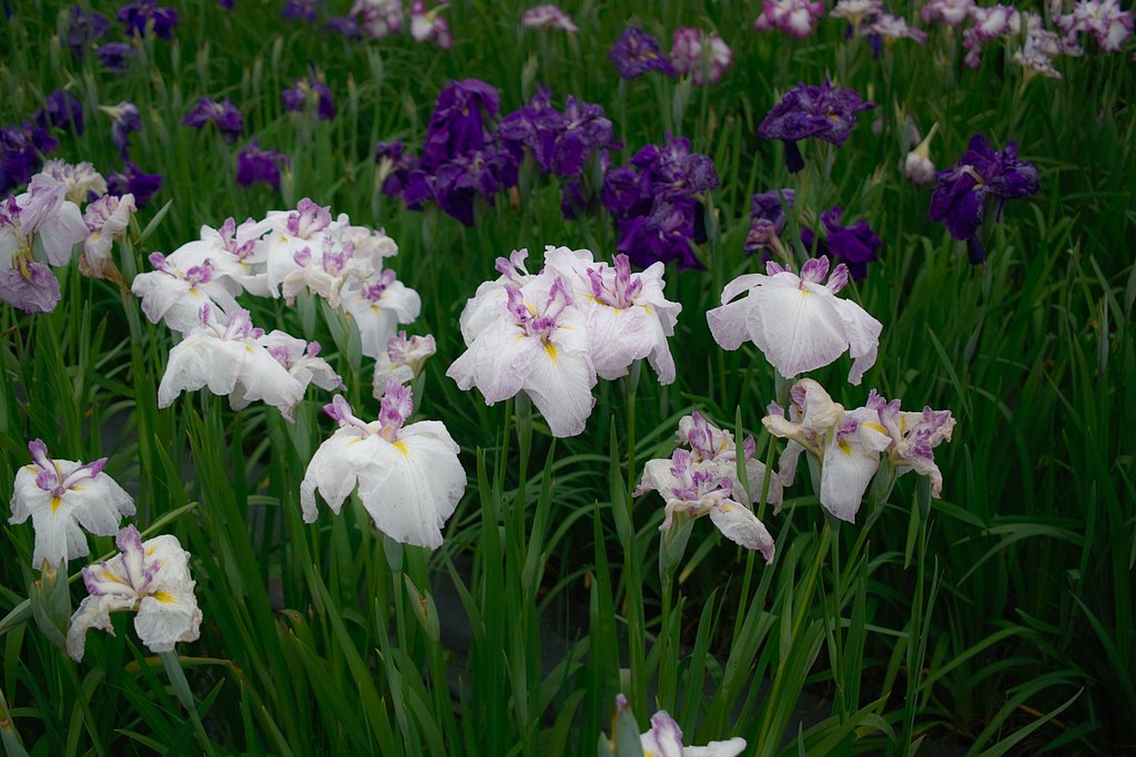 【花のある風景】 はなしょうぶ