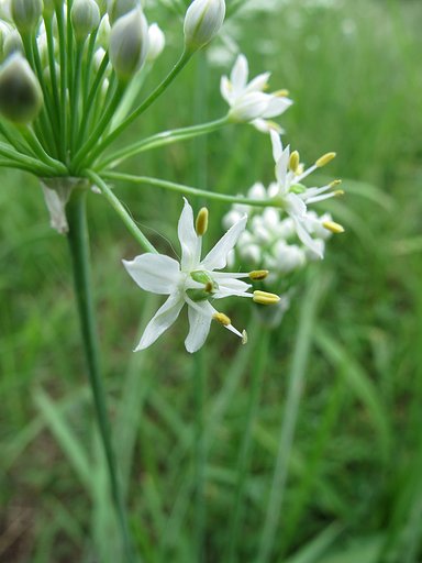 ニラの花