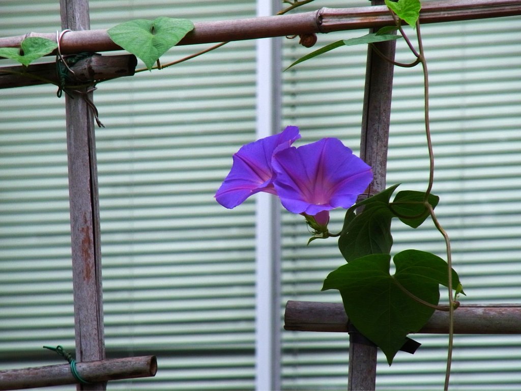 朝顔