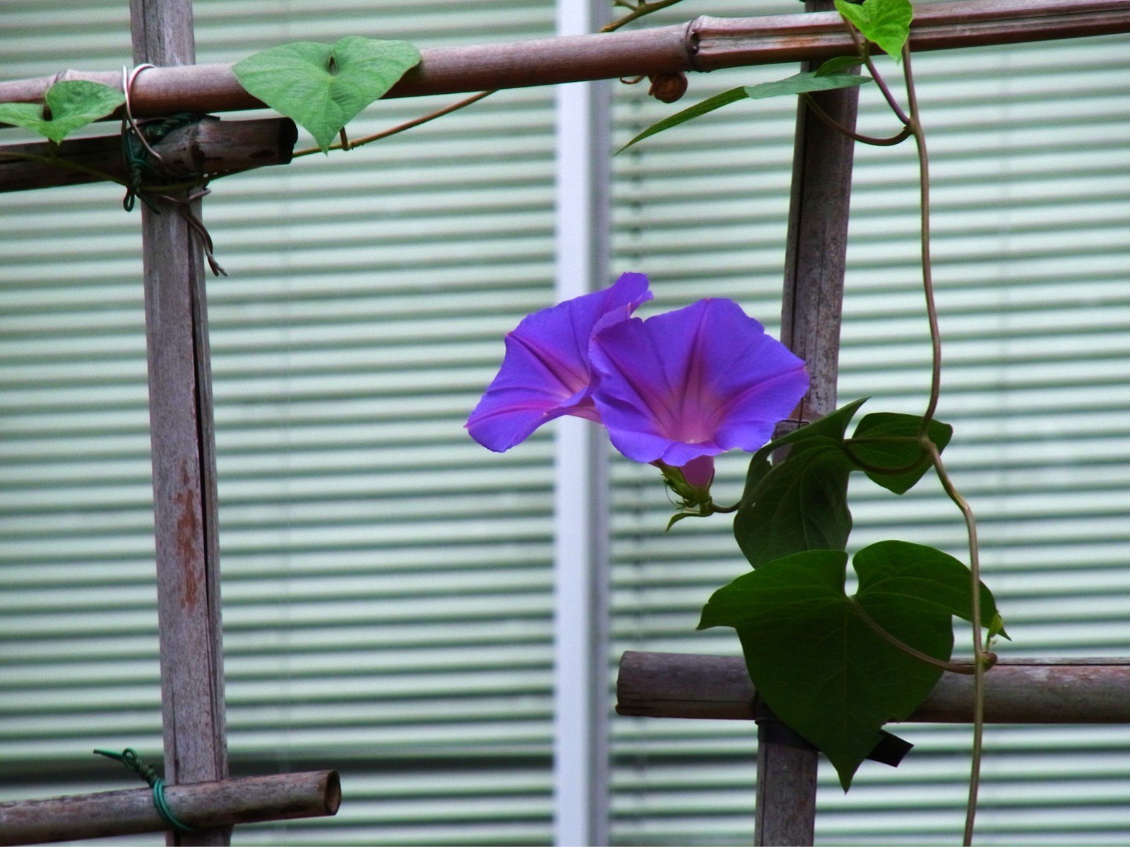 朝顔