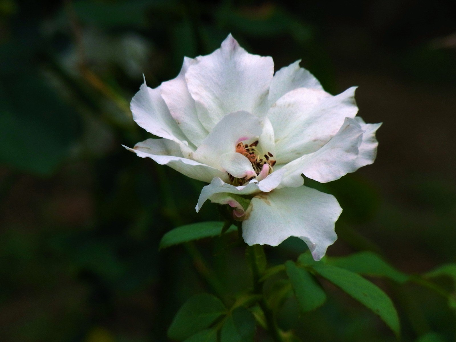 歪な薔薇
