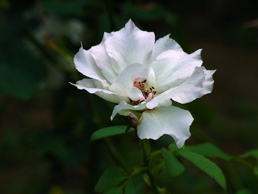 歪な薔薇