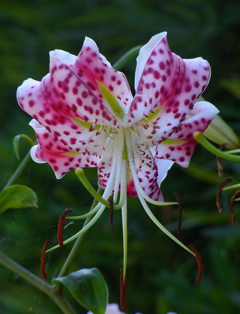 珍しいユリの花
