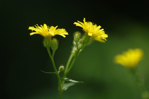 岩手にて：コウゾリナ